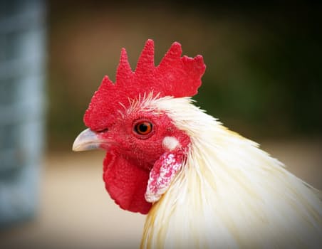 a chicken