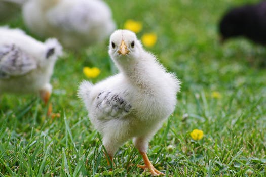 a chicken