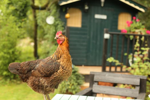 a chicken