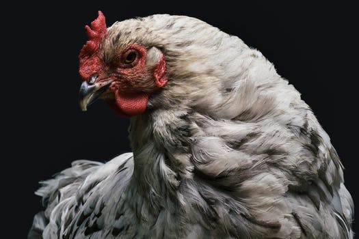 a chicken